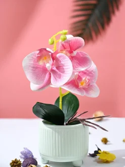 Orchid Flowers With Lightgreen Pot