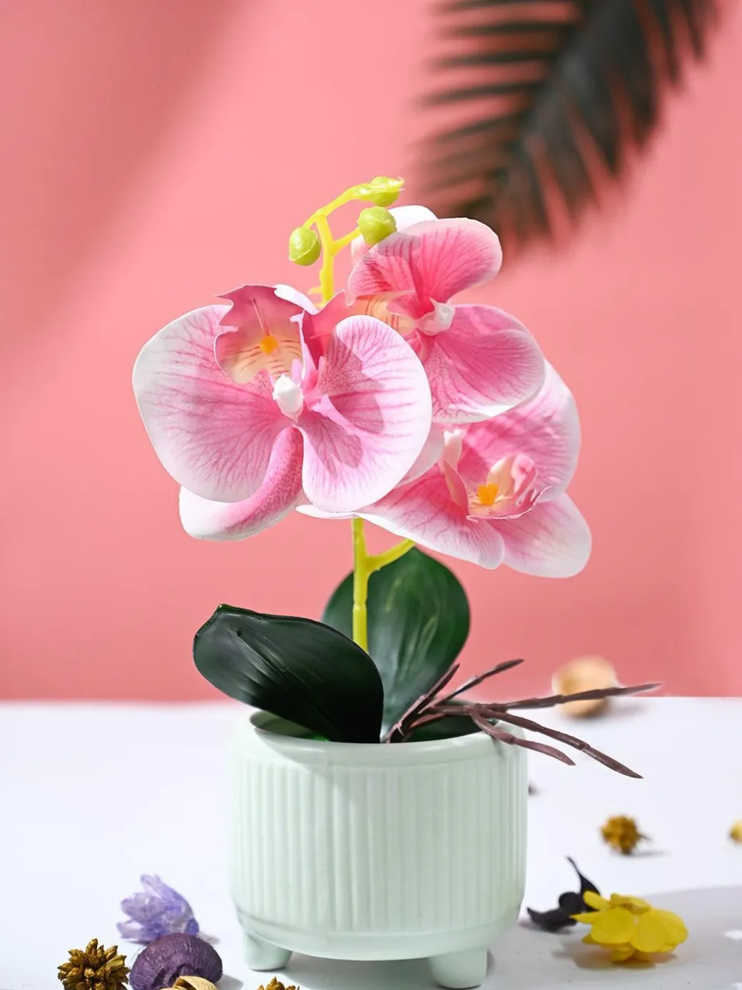 Orchid Flowers With Lightgreen Pot