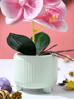 Orchid Flowers With Lightgreen Pot