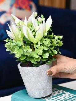White & Green Artificial Flower with Pot - Cylindrical Shape