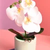 White Orchid Flowers With Green Pot - Indoor Office Plants