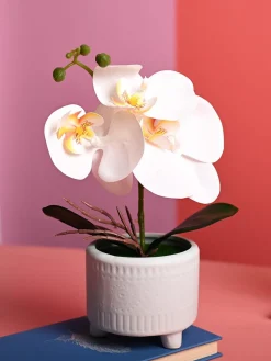 White Orchid Flowers With Green Pot - Table Top Plants