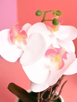 White Orchid Flowers With White Pot - Indoor Office Plants