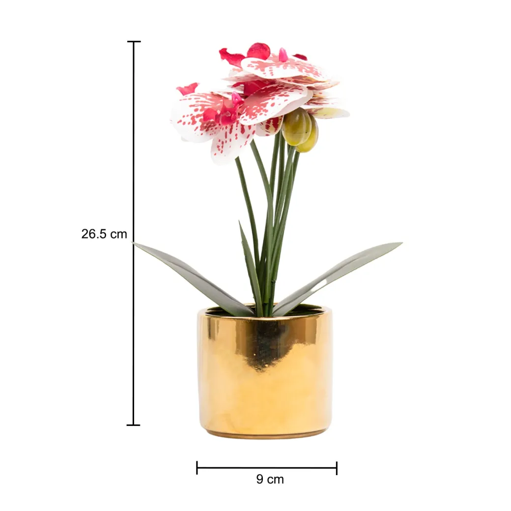 White Orchid With Golden Pot